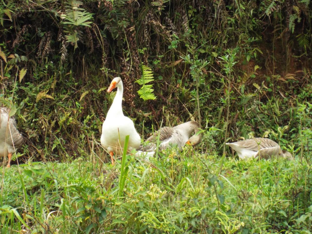 Estrela Da Serra Hotel Fazenda Santo Antônio do Pinhal Eksteriør bilde
